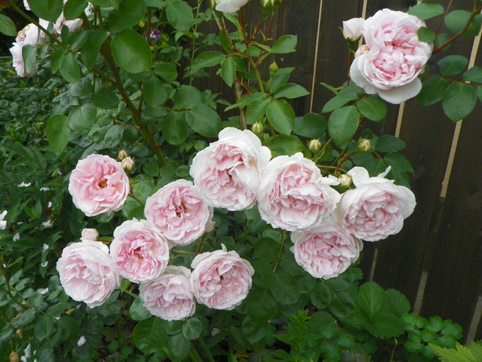 Cinderella - Trandafiri 2016 - 3