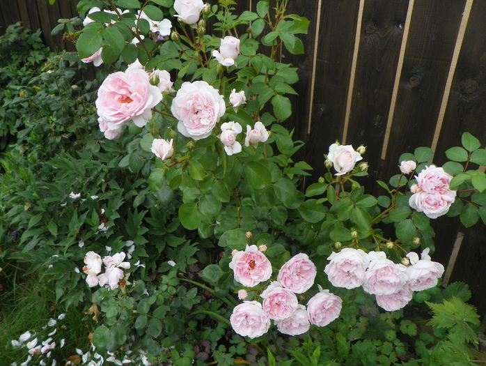 Cinderella - Trandafiri 2016 - 3