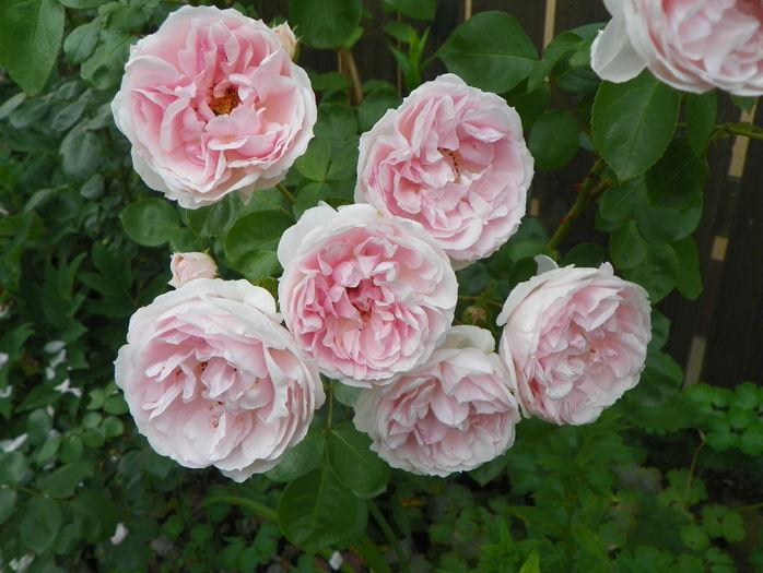 Cinderella - Trandafiri 2016 - 3