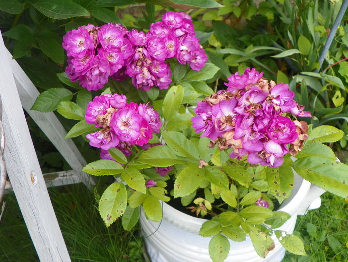 Baby Faurax - Trandafiri 2016 - 3