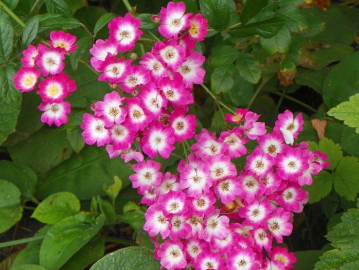 Mozart - Trandafiri 2016 - 3