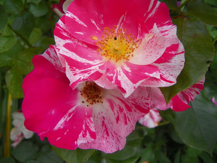 Mind Games - Trandafiri 2016 - 3