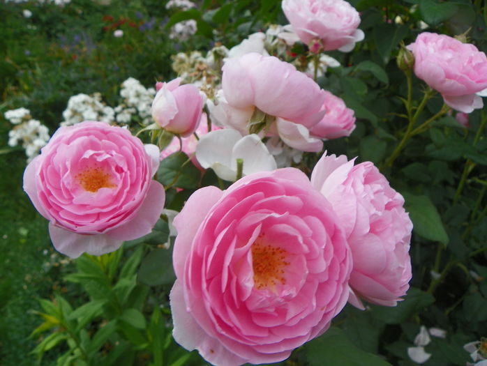 Scepter d'Isle - Trandafiri 2016 - 3