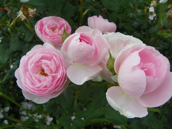 Scepter d'Isle - Trandafiri 2016 - 3