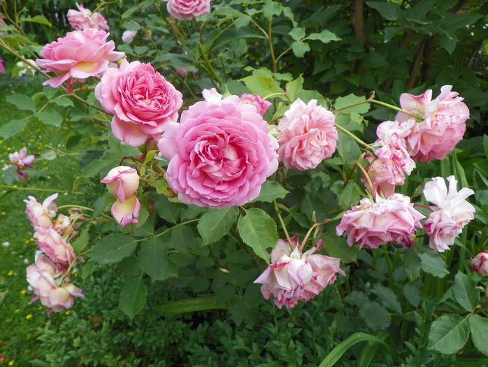 Jubilee Celebration - Trandafiri 2016 - 3