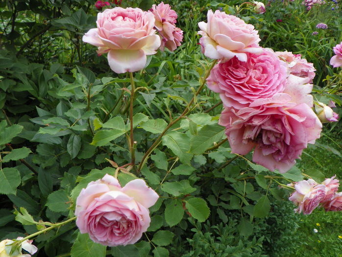 Jubilee Celebration - Trandafiri 2016 - 3