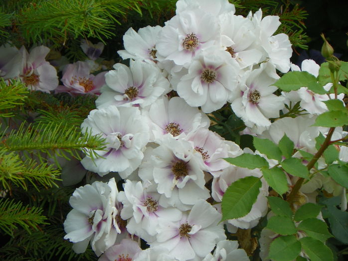 Eyes for you - Trandafiri 2016 - 3