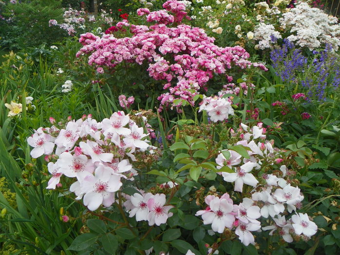 Astronomia, Angela, Ballerina - Trandafiri 2016 - 3