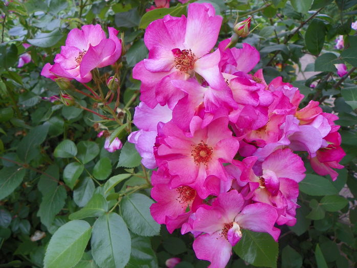 Pretty Sunrise - Trandafiri 2016 - 3