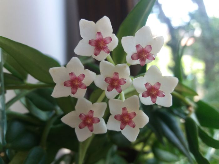 20160625_082704 - hoya infloriri