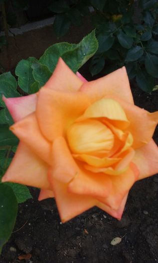 008 - Flori 2016
