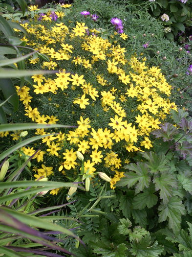 Coreopsis - 01-Flori din curtea mea 2016