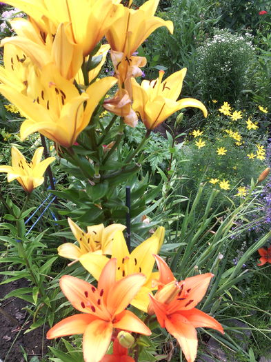 Crini asiatici - 01-Flori din curtea mea 2016