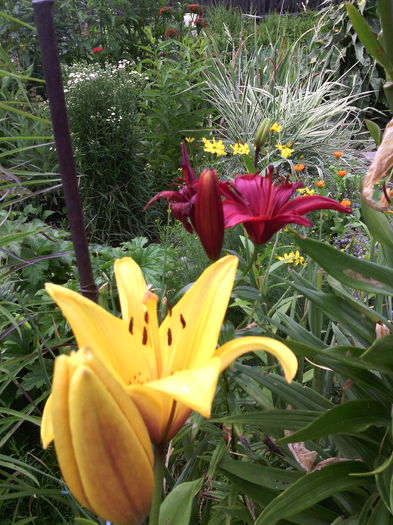 Crini asiatici - 01-Flori din curtea mea 2016