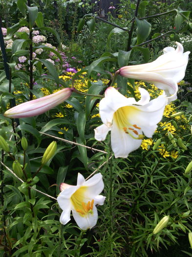 Crini regali - 01-Flori din curtea mea 2016