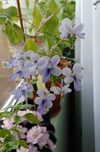 IMG_20160625_092327 - Clerodendron ugandese 2016 - 2017