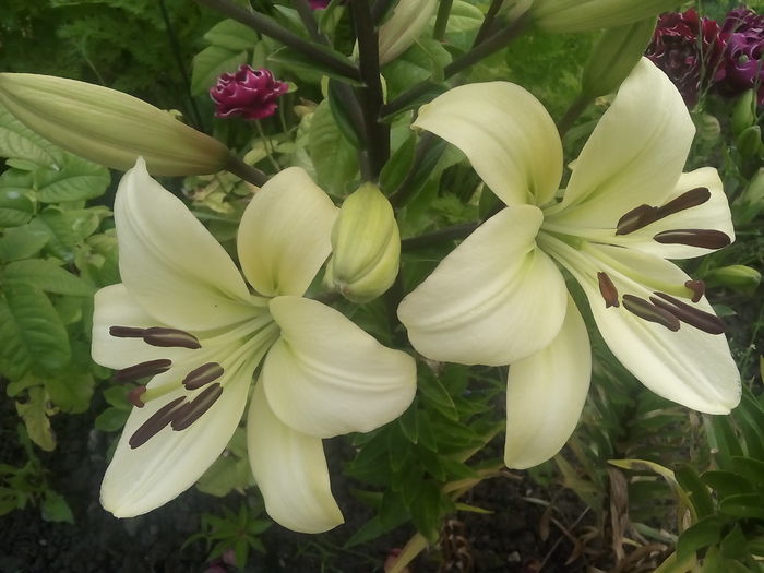 IMG_20160617_100927 - 2016 Crini