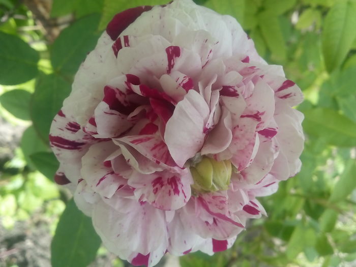 Variegata di Bologna