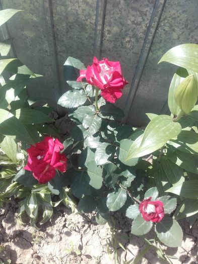 20160625_112522 - Trandafiri 2016