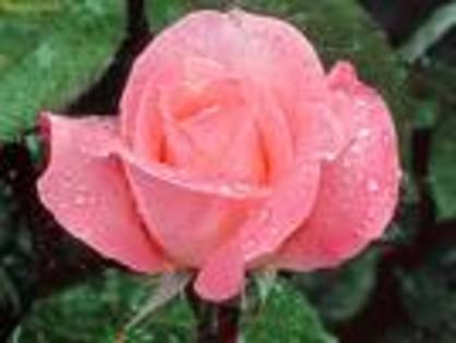 trandafir roz - poze cu flori