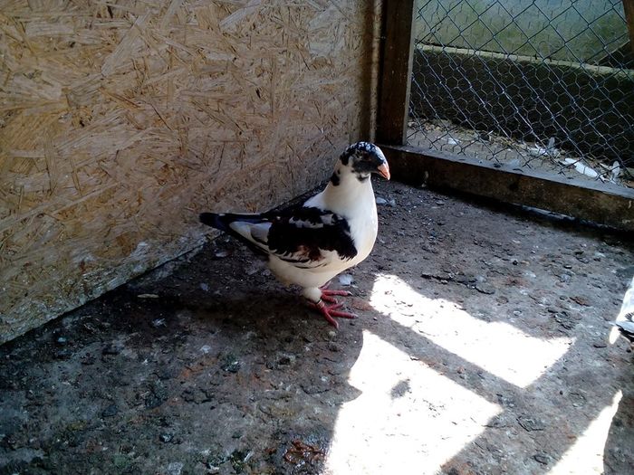 13507029_880162975460853_1028344285626583849_n - Tineret AGH 2016