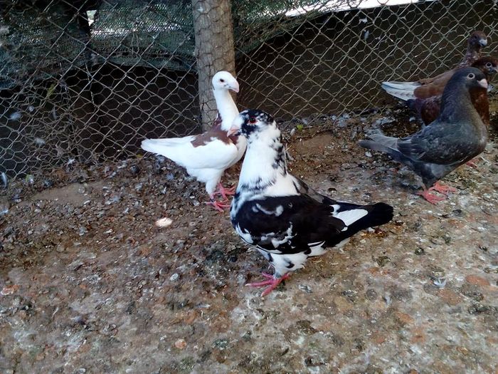 13528710_880163088794175_2728271872562074804_n - Tineret AGH 2016