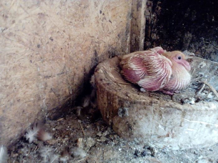 13450161_880155122128305_6994509622093062323_n - Tineret AGH 2016