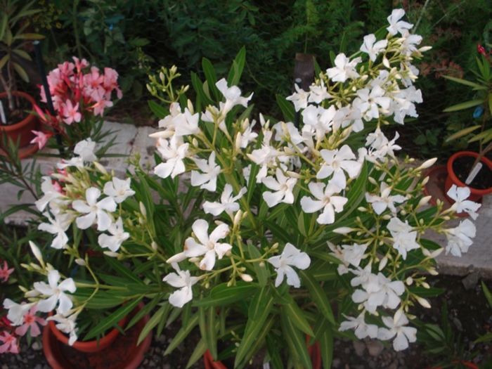 spre final de iunie (3)