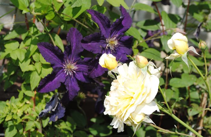 Molineux + clematis Rasputin