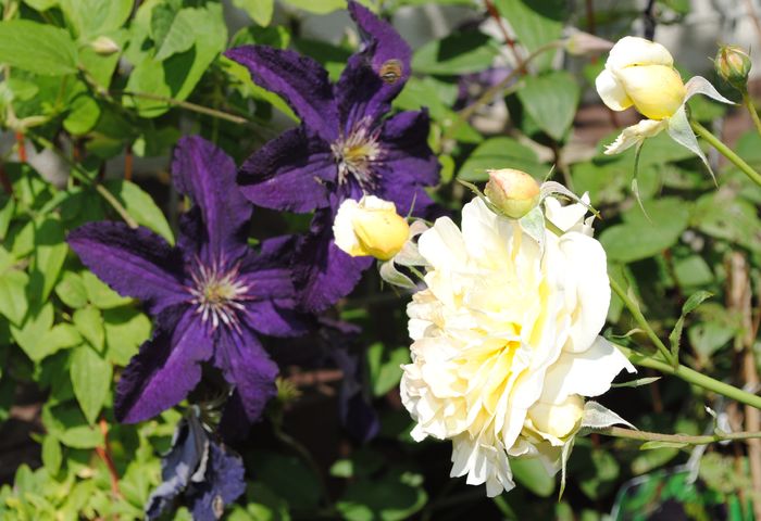 Molineux + clematis Rasputin