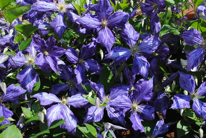 clematis Tie Dye