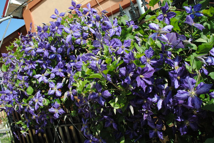 clematis Tie Dye