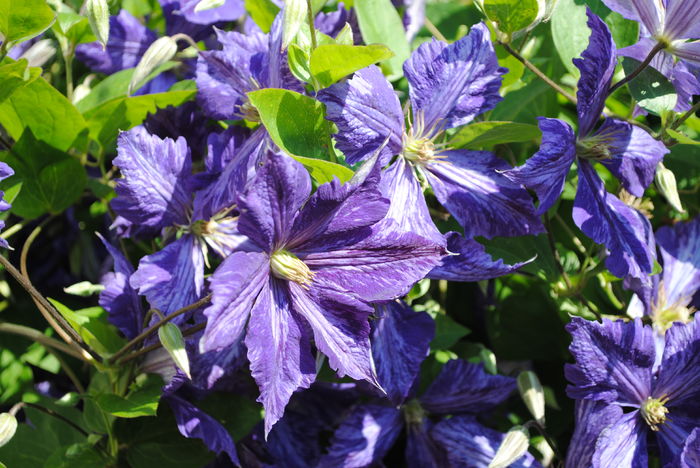 clematis Tie Dye