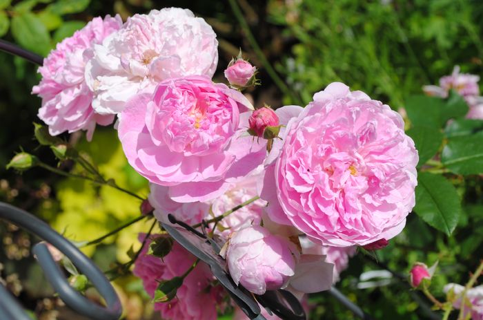 Harlow Carr
