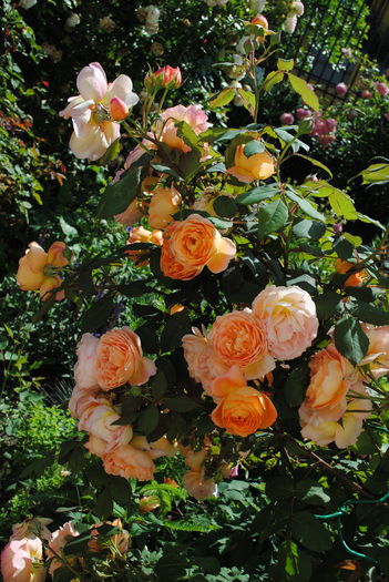 Lady Emma Hamilton