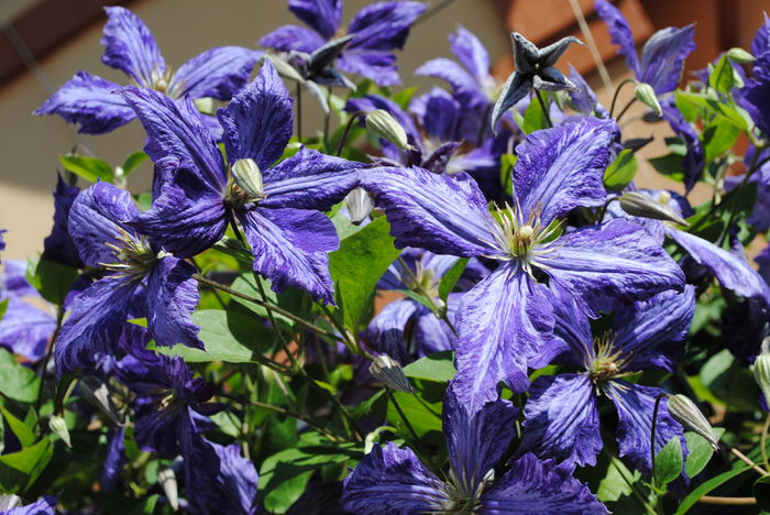 clematis Tie Dye