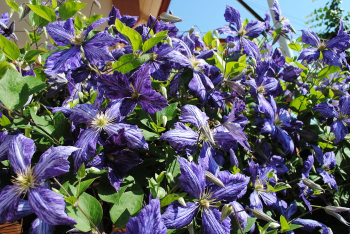 clematis Tie Dye