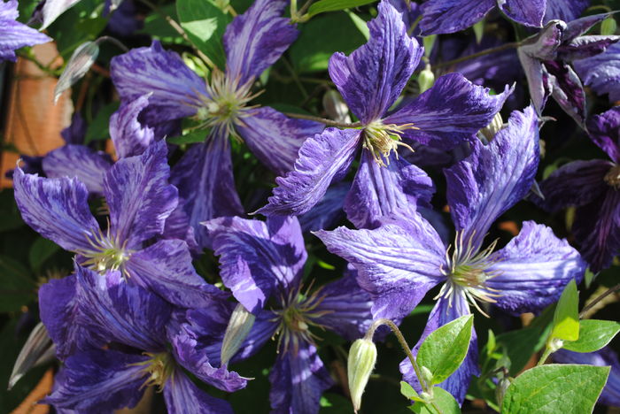 clematis Tie Dye