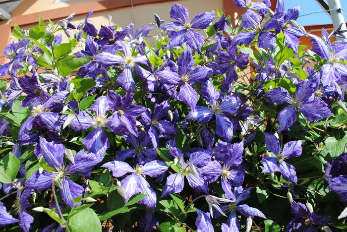 clematis Tie Dye