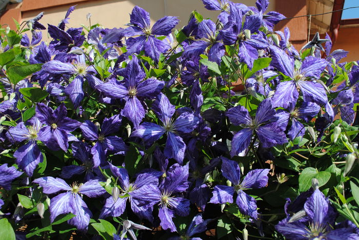 clematis Tie Dye