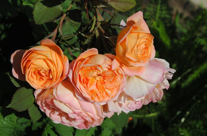 Lady Emma Hamilton