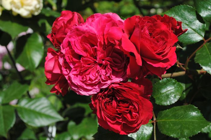 Red Leonardo da Vinci
