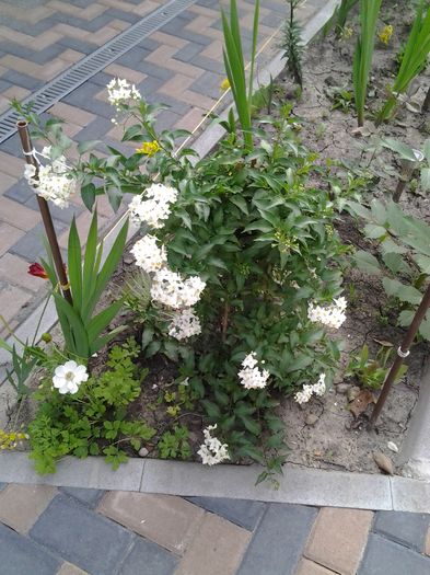 iasomia mea superb%u0103