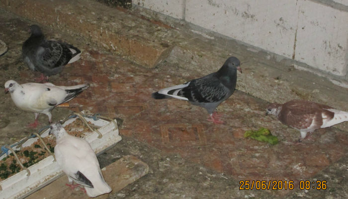 013; tippleri si galateni solzati...
