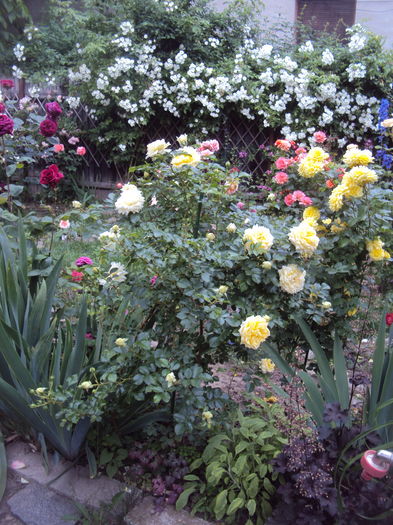 DSC02906 - 2016 Gradina rozelor