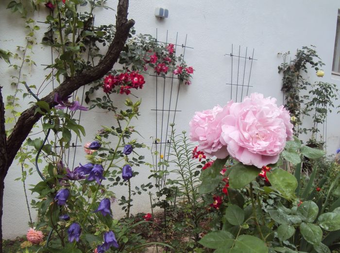 DSC02946 - 2016 Gradina rozelor