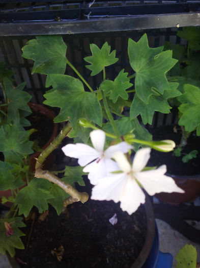 1466852290683 - Muscatele mele frumoase 2016