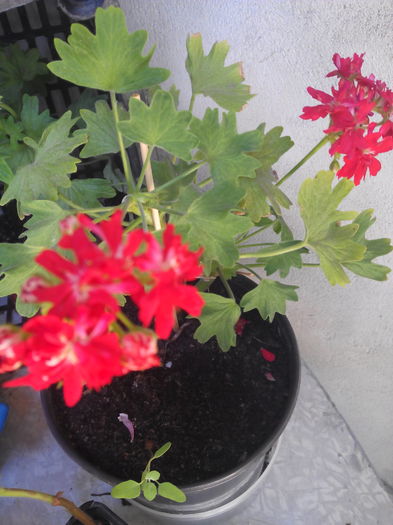 1466852274621 - Muscatele mele frumoase 2016