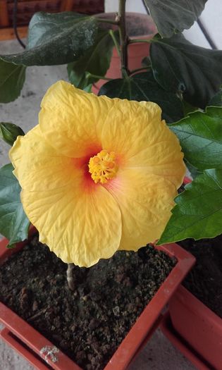 20160625_092454 - trandafirii chinezesti-hibiscus rosa sinensis