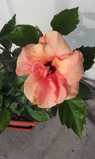 20160624_074522 - trandafirii chinezesti-hibiscus rosa sinensis